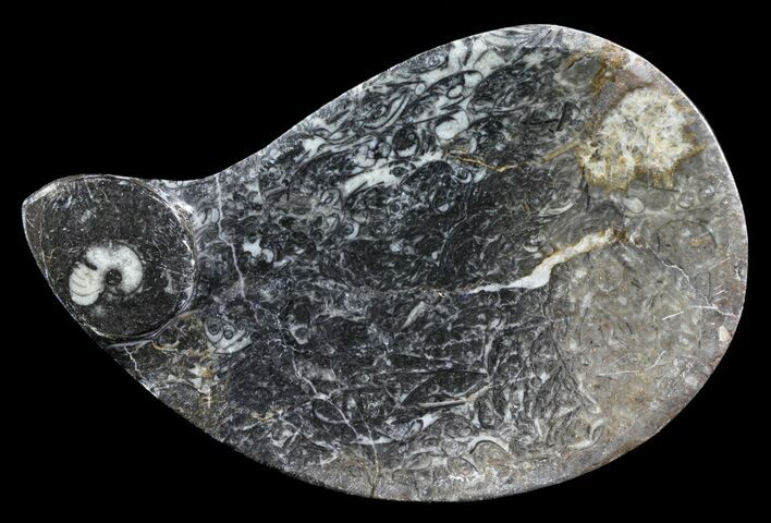 Teardrop Fossil Goniatite Dish - Stoneware #62437